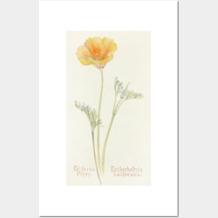 California Poppy - Botanical Illustration Posters and Art